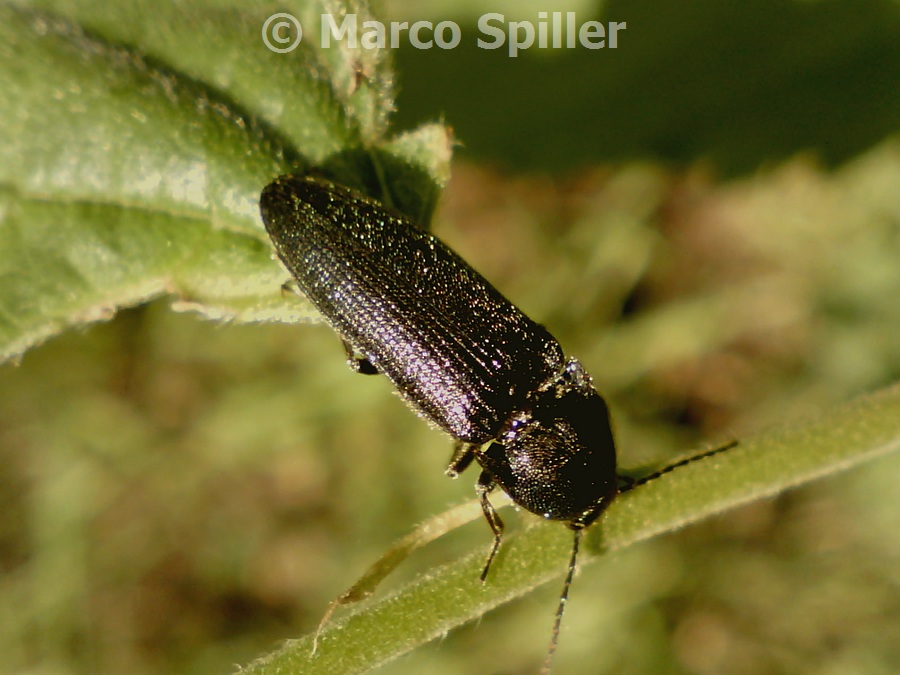 Elateride da identificare